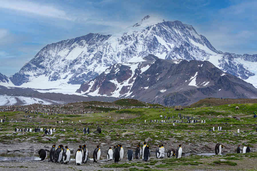 Pingüino Rey - islas Georgias del Sur 016.jpg